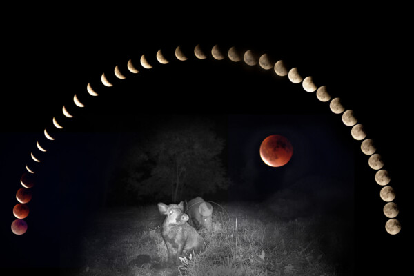 Eclipse, Lune, Cochon, Nuit N&B Un sanglier observe l'éclipse lunaire du 7 septembre 2025. (Photomontage de Christian Roustan)