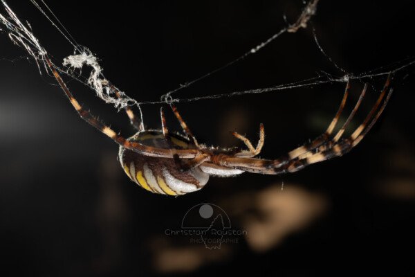 Argiope frelon