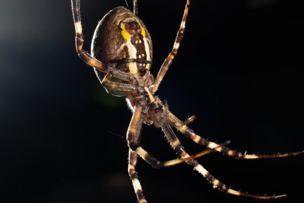 Argiope frelon