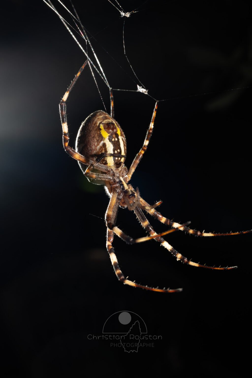 Argiope frelon