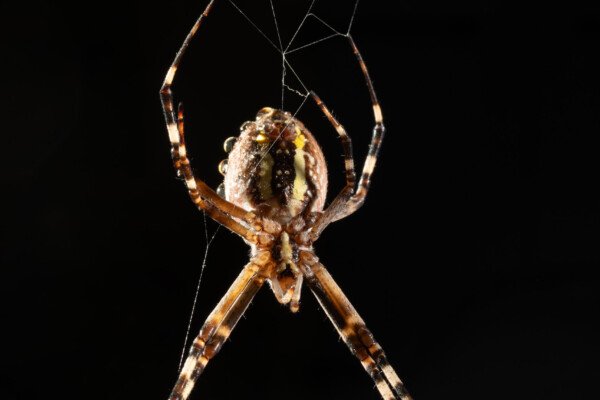 Argiope frelon