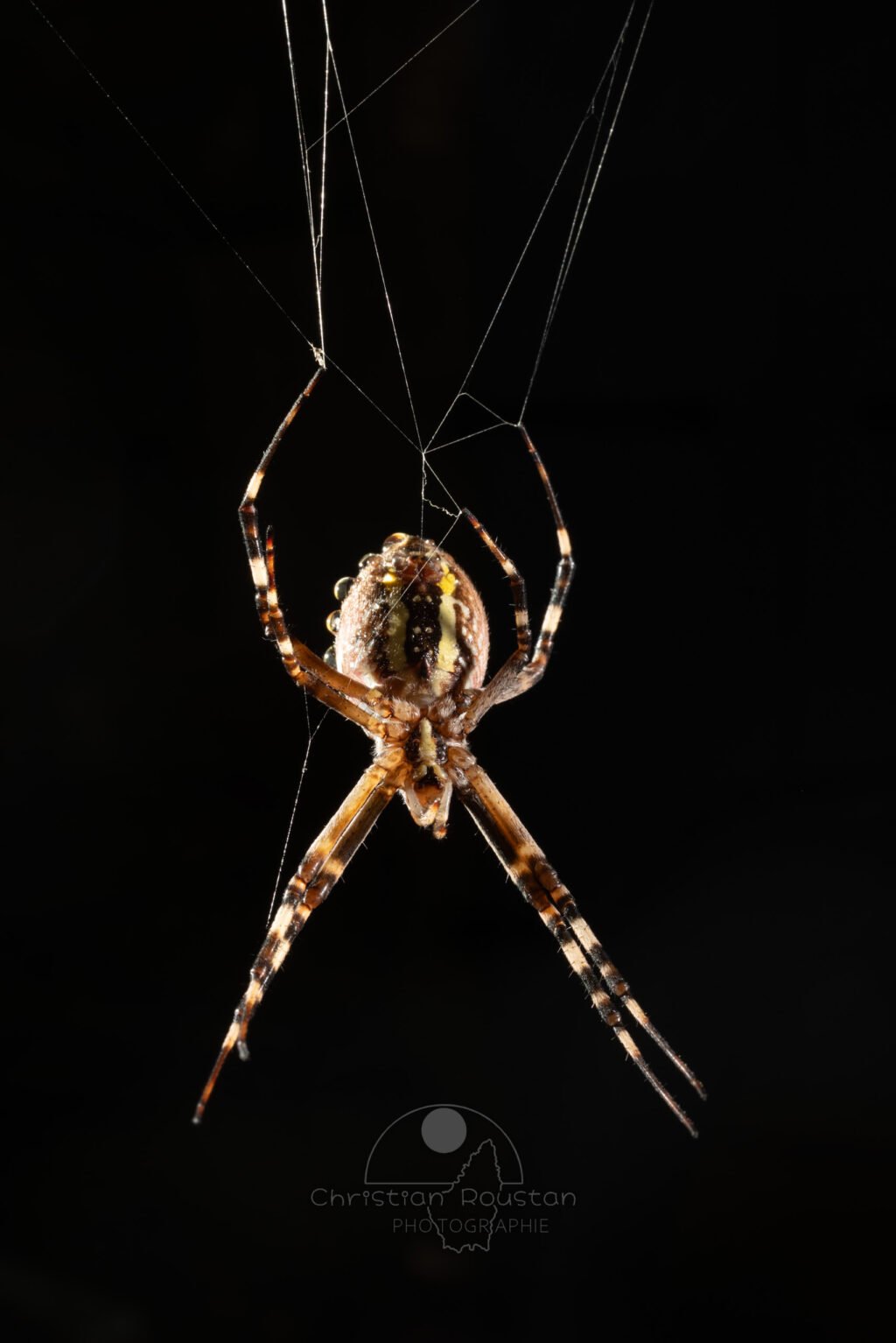 Argiope frelon