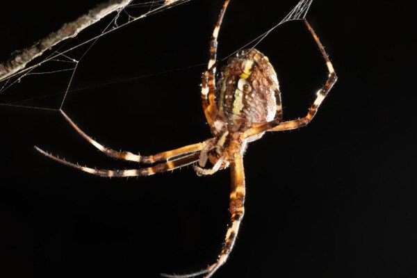 Argiope frelon