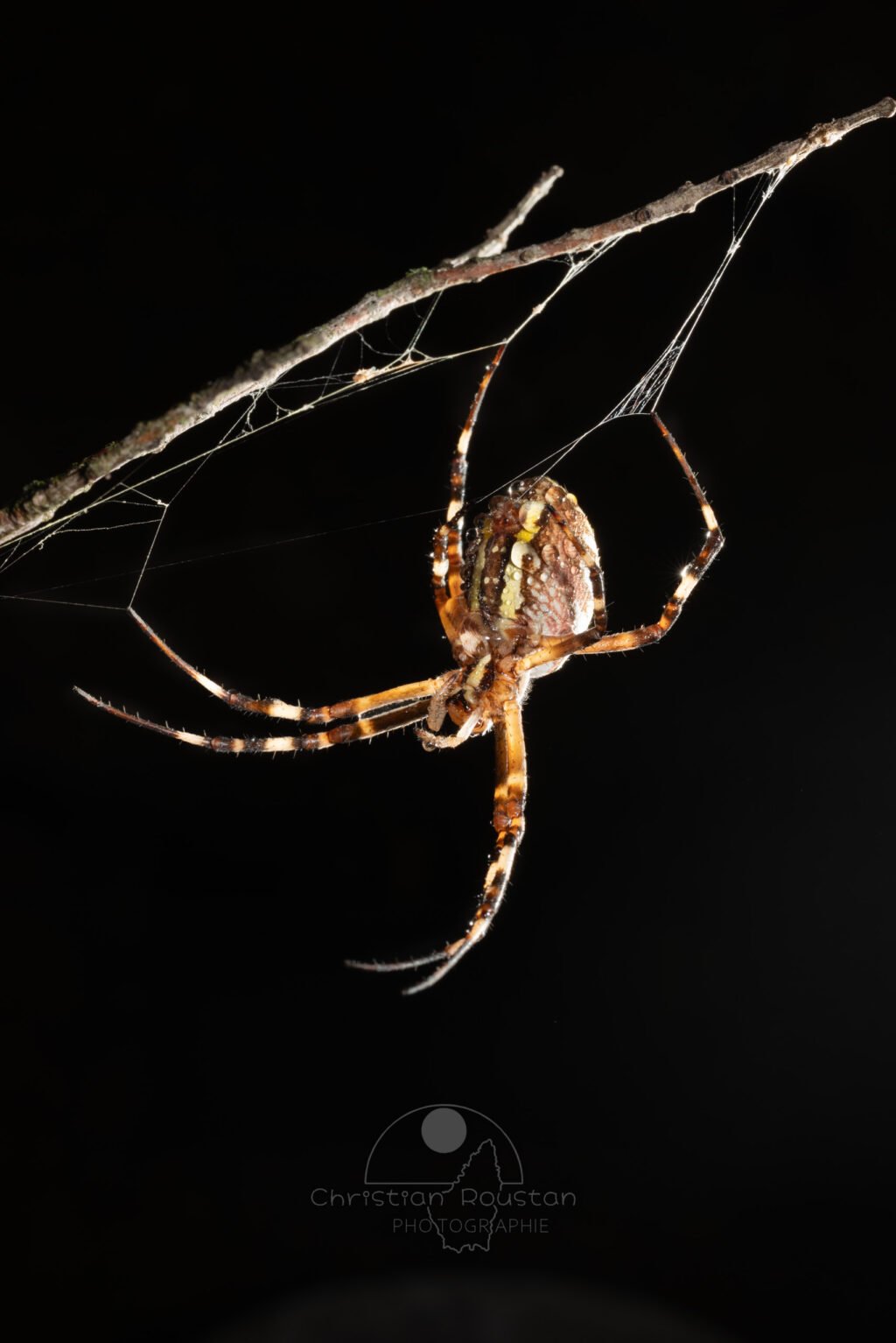 Argiope frelon