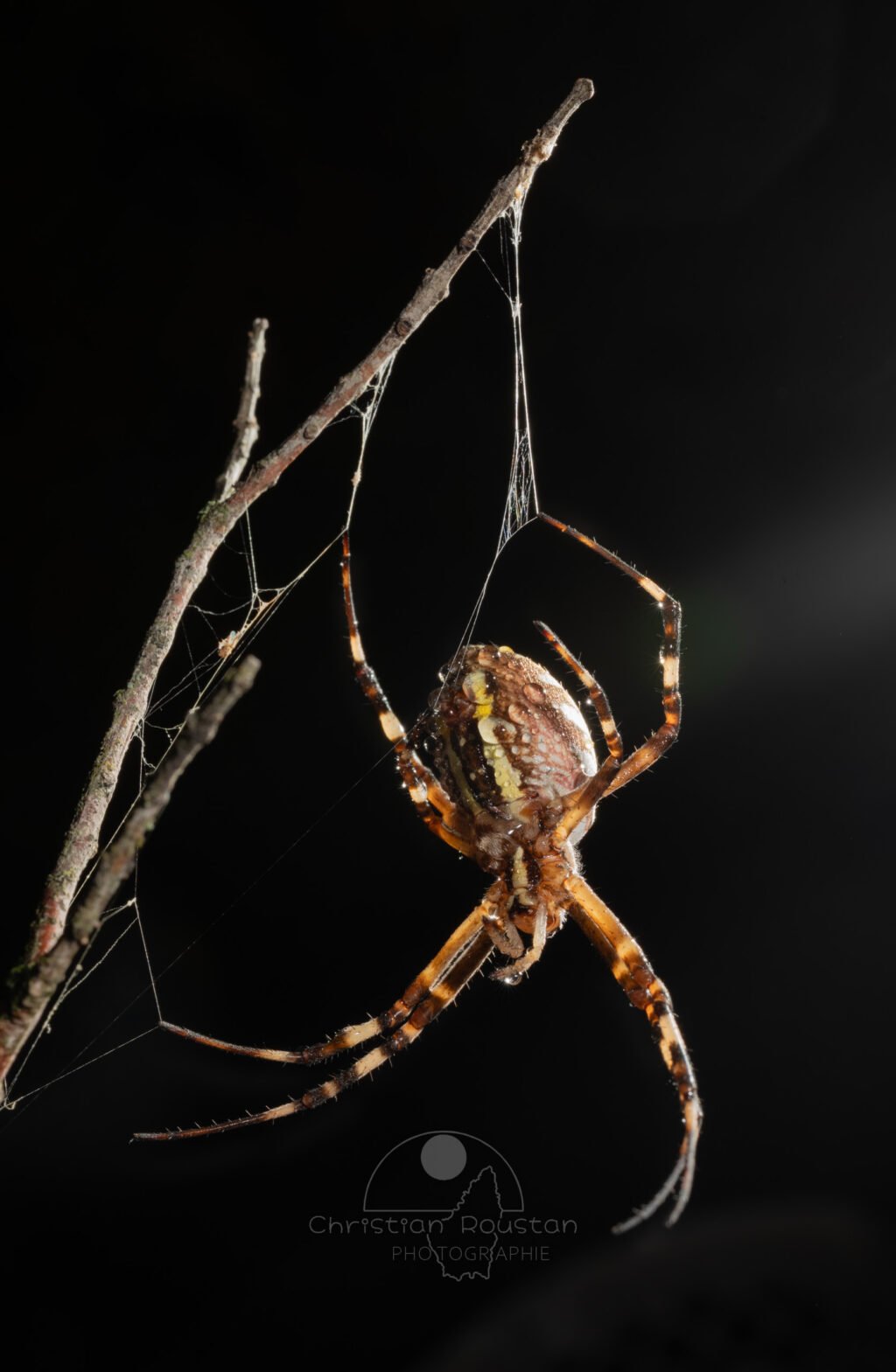 Argiope frelon