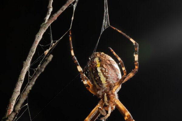 Argiope frelon