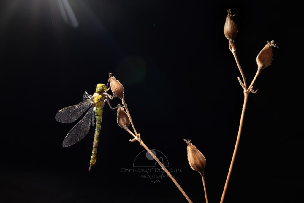 Libellule se réchauffant au soleil