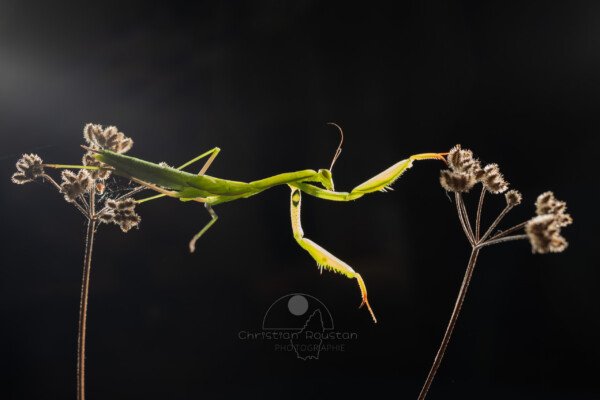 Le talent d'équilibriste de la mante en équilibre entre deux plantes (MACROPHOTOGRAPHIE)