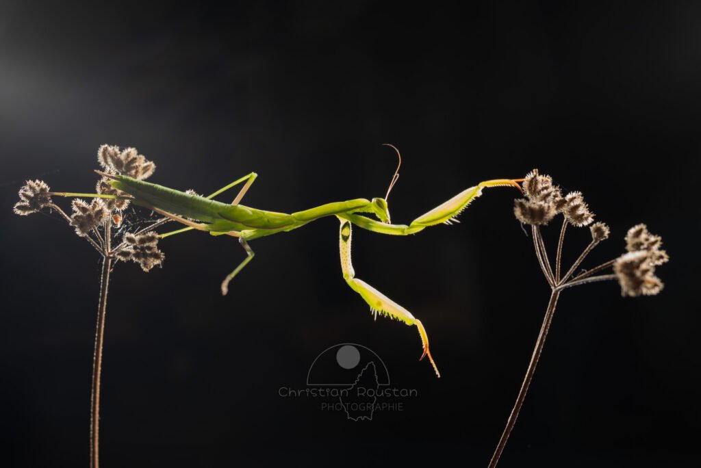 Le talent d'équilibriste de la mante en équilibre entre deux plantes (MACROPHOTOGRAPHIE)