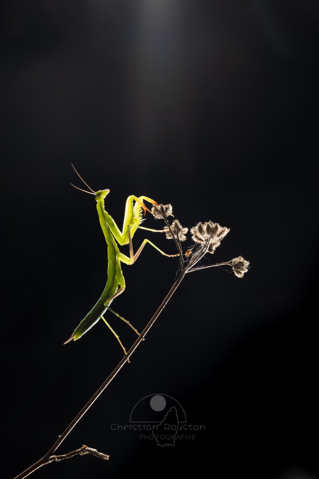 Mante religieuse verte (avec une petite araignée) (MACROPHOTOGRAPHIE)