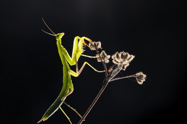 Mante religieuse verte (avec une petite araignée) (MACROPHOTOGRAPHIE)