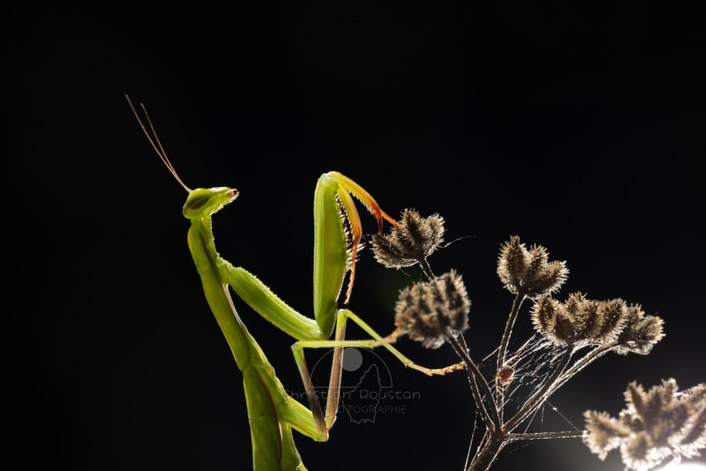 Mante religieuse verte (avec une petite araignée) (MACROPHOTOGRAPHIE)