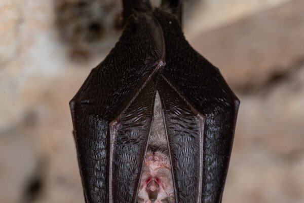 Chauve-souris. (Baume Grenas, Ardèche)