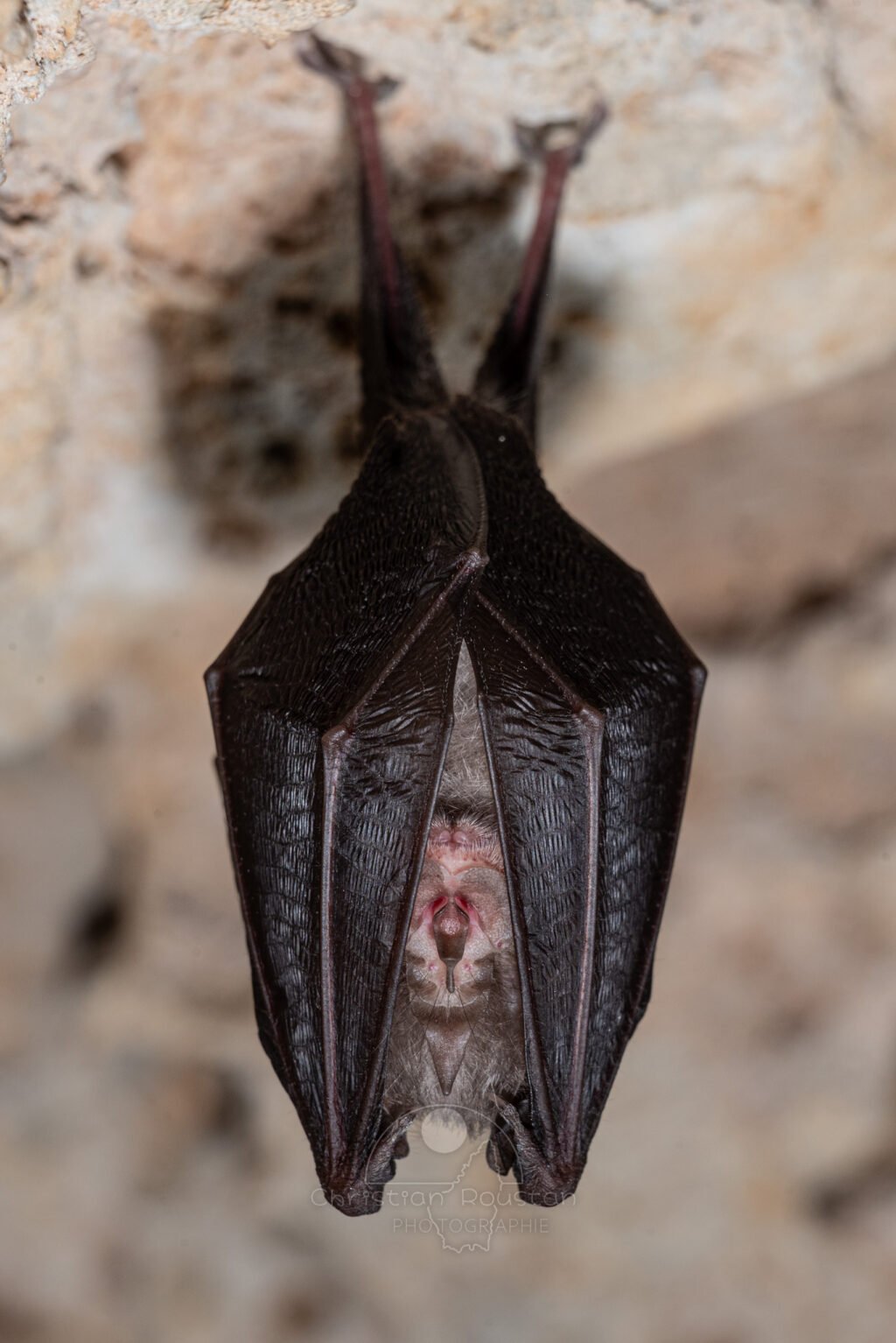Chauve-souris. (Baume Grenas, Ardèche)