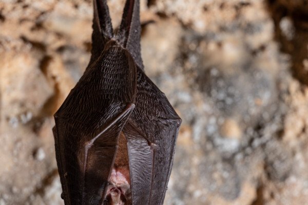 Chauve-souris. (Baume Grenas, Ardèche)