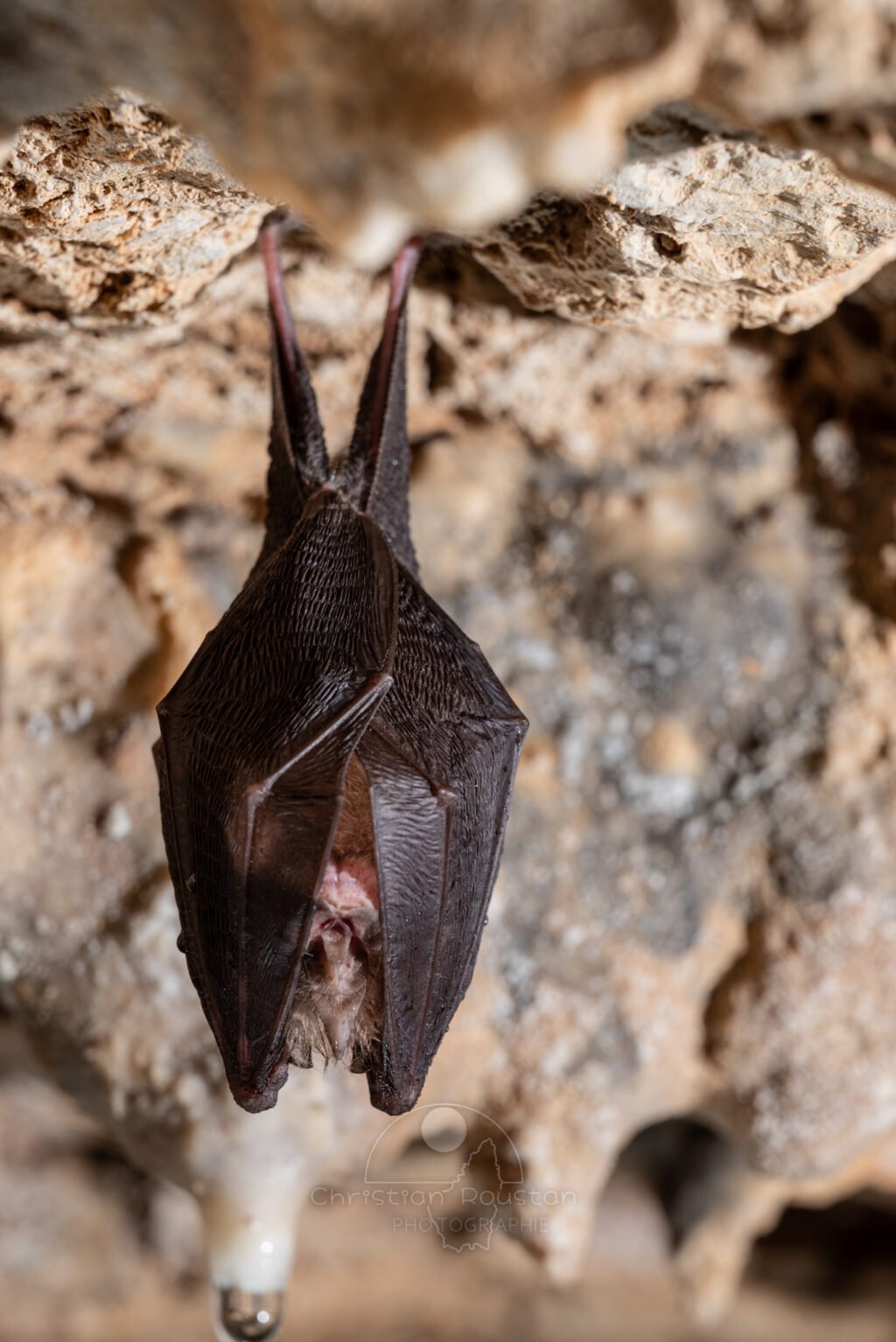 Chauve-souris. (Baume Grenas, Ardèche)