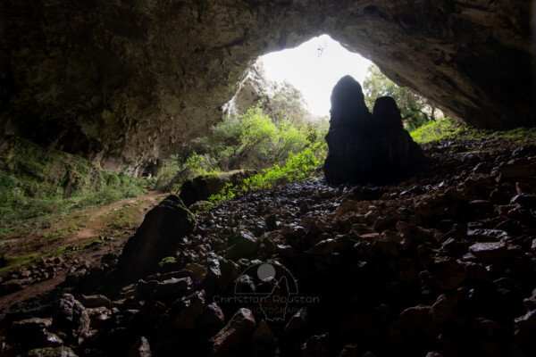 Descente dans le gouffre, la végétation profite encore un peu de la lumière. (Baume de Ronze, Ardèche)