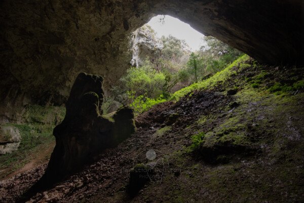 La végétation profite encore un peu de la lumière. (Baume de Ronze, Ardèche)