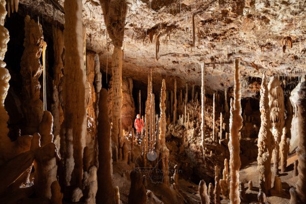 La grande salle de la grotte Flandin avec sa forêt de stalagmites (L'archer est sur la gauche). (Grotte Flandin, Ardèche)