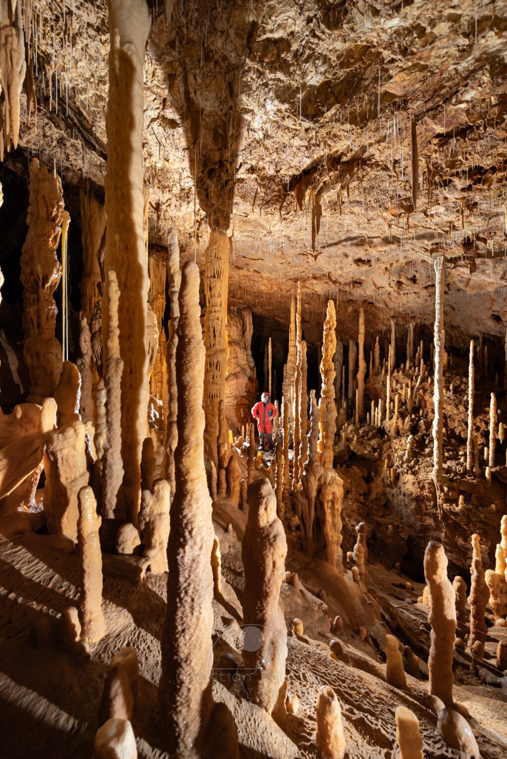 Cette grande salle de la grotte Flandin fait penser à une forêt minérale. (Grotte Flandin, Ardèche)