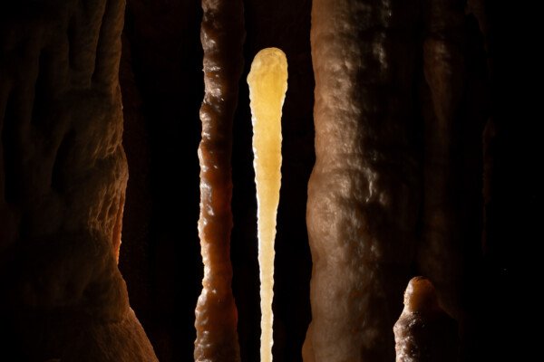 Le gourdin de l'homme des cavernes. (Grotte Flandin, Ardèche)