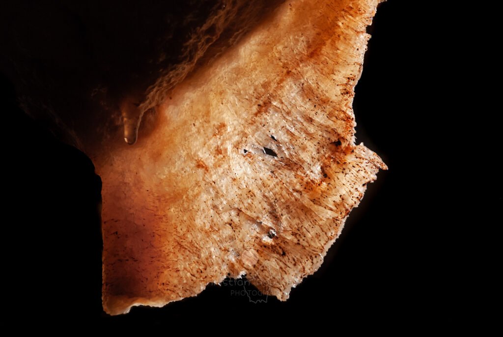 Draperie corrodée (Aven Flandin). (Grotte Flandin, Ardèche)