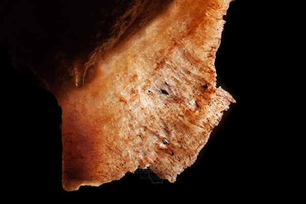 Draperie corrodée (Aven Flandin). (Grotte Flandin, Ardèche)