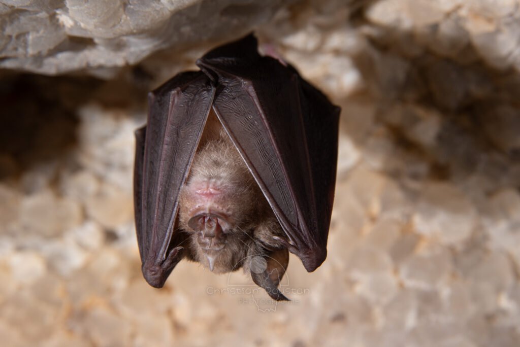 Une chauve-souris qui n'écoute que d'une oreille. (Grotte de Champlong, Ardèche)