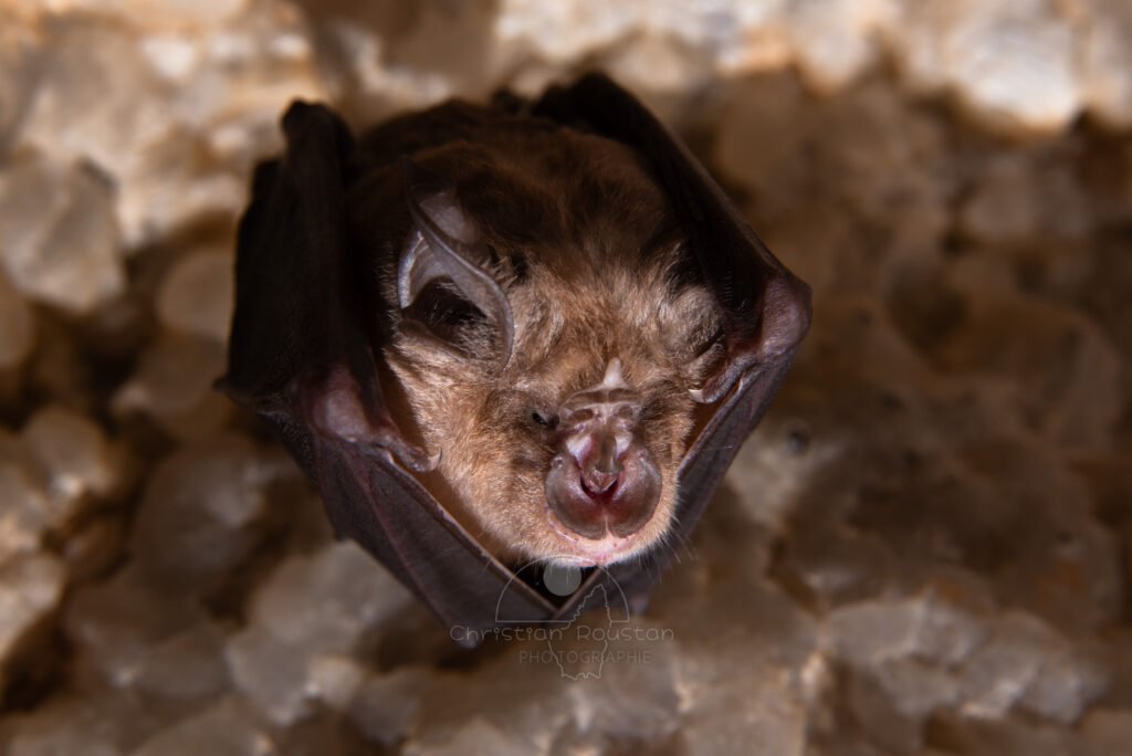 Une chauve-souris qui ne regarde que d'un œil. (Grotte de Champlong, Ardèche)