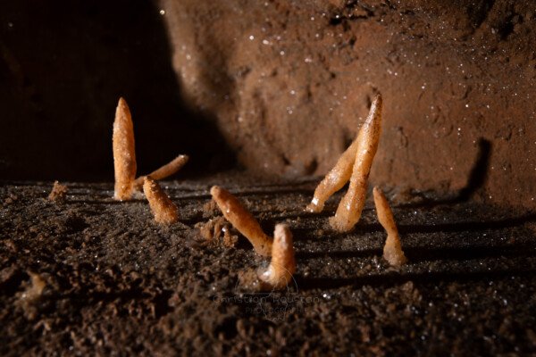 Un champ de carottes (Normal les carottes poussent sous la terre). (Grotte du Barry, Gard)
