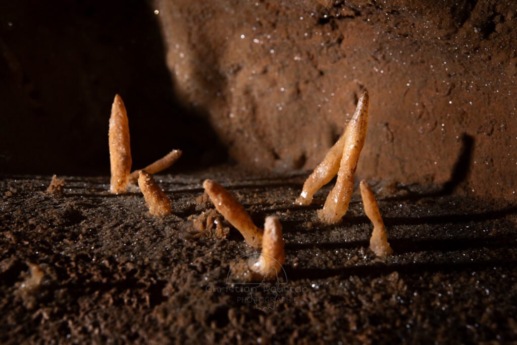 Un champ de carottes (Normal les carottes poussent sous la terre). (Grotte du Barry, Gard)