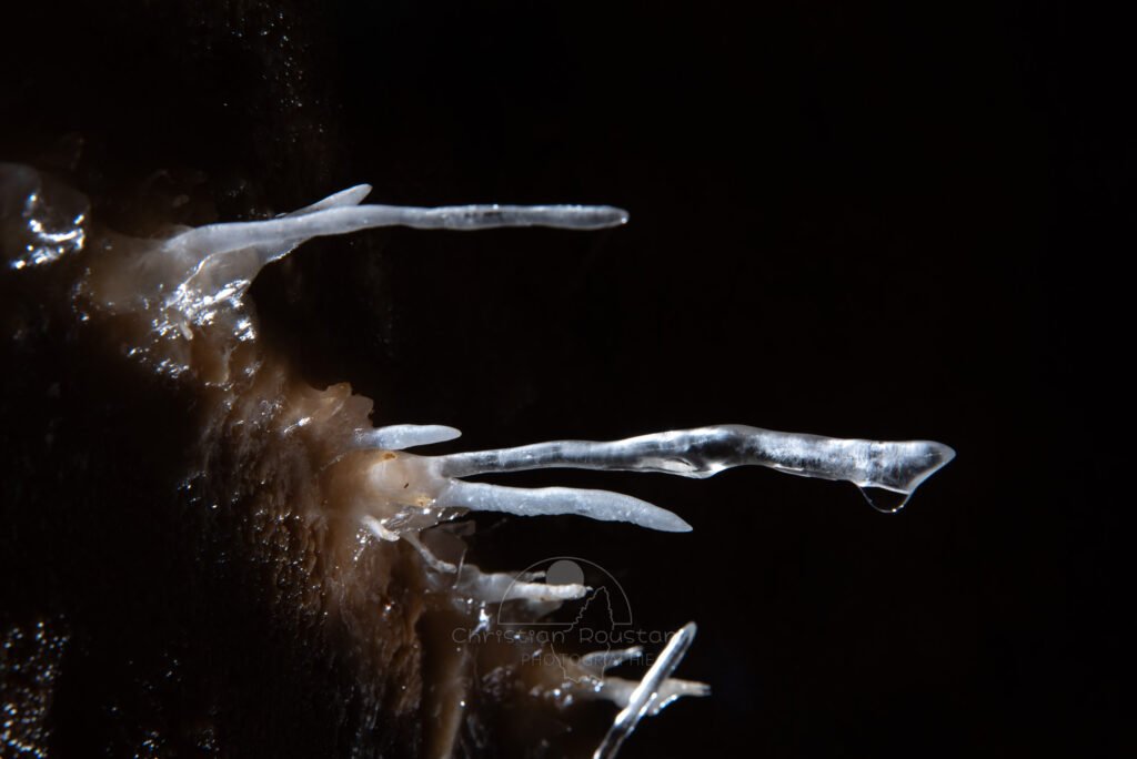 Quelques aiguilles de cristal. (Grotte du Barry, Gard)