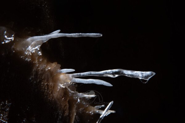 Quelques aiguilles de cristal. (Grotte du Barry, Gard)