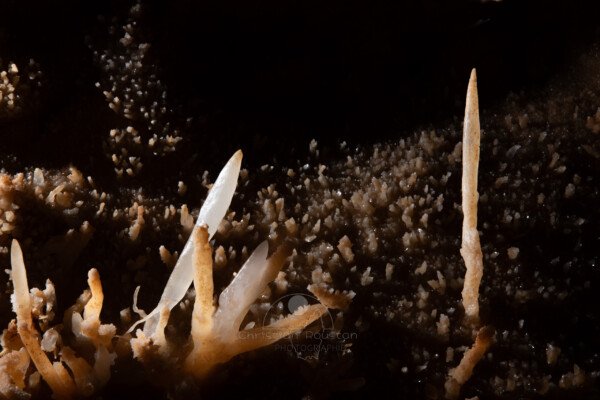 Beaucoup plus petit que l'obélisque de Louxor. (Grotte du Barry, Gard)