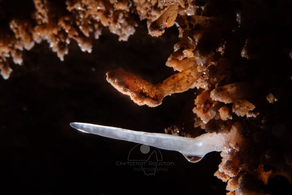 Un sabre blanc. (Grotte du Barry, Gard)