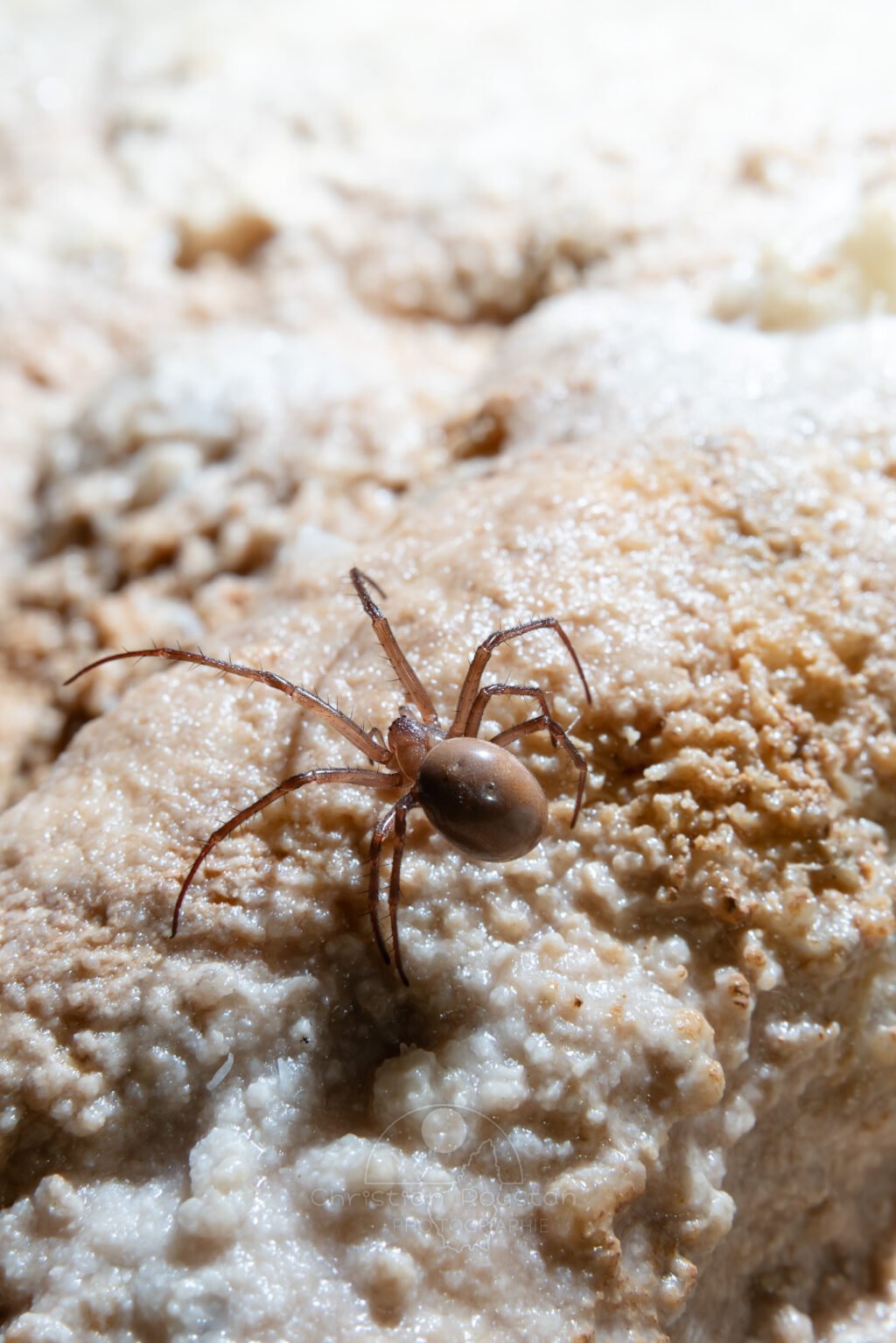 Rencontre avec une araignée dans la grotte du Chasserou (Meta bourneti). (Grotte du Chasserou, Ardèche)