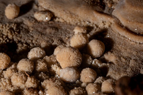Gros plan sur les perles. (Grotte du Chasserou, Ardèche)
