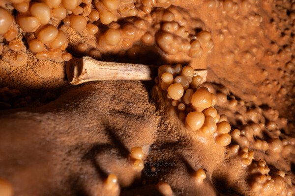 Un petit os coincé entre les concrétions (Aven Grotte de l'Émeraude, Gard)