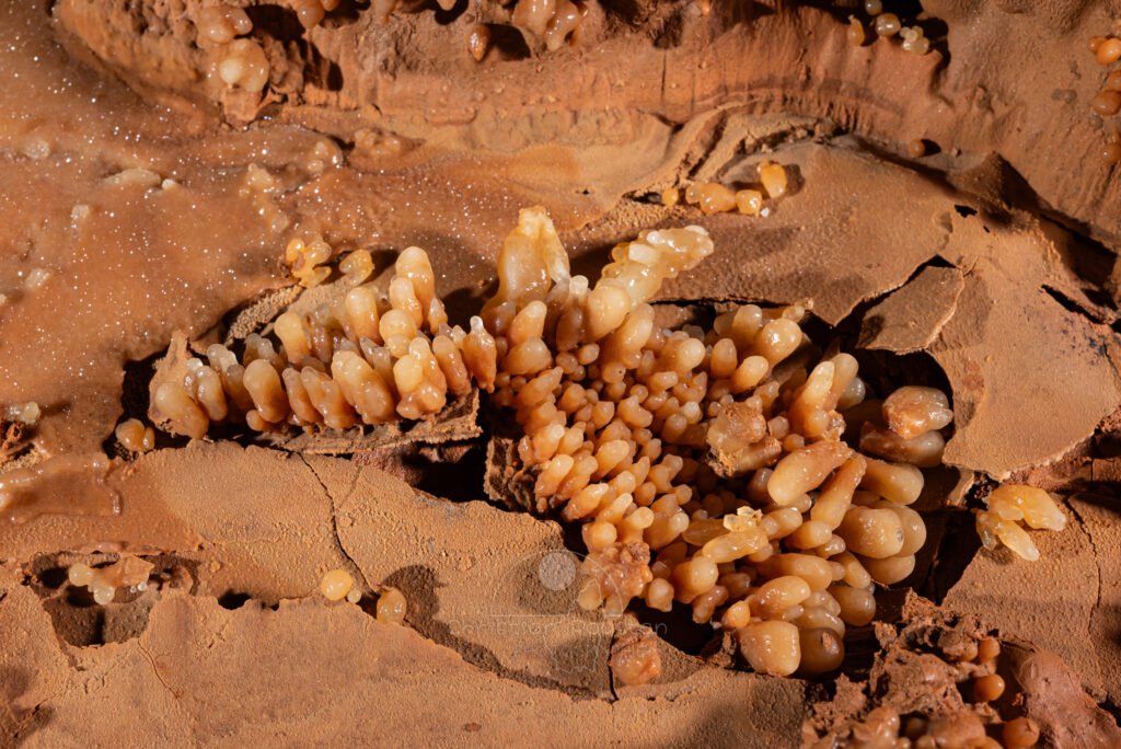 Quelques choux fleurs sur une fine couche de calcite (Aven Grotte de l'Émeraude, Gard)