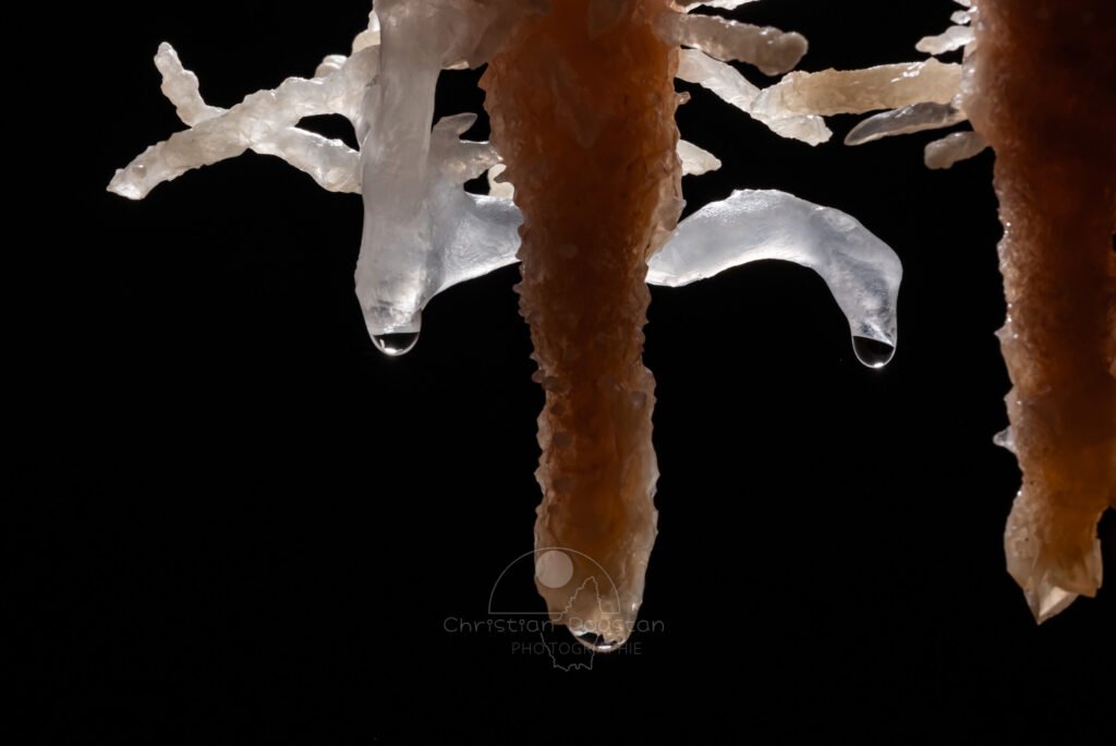 Excentriques blanches et stalactites couleurs caramel. (Spéléothème) (Aven Grotte de l'Émeraude, Gard)