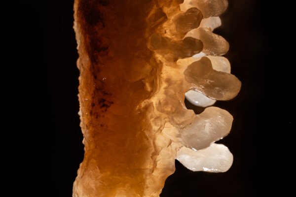 Stalactite recouverte de cristaux. (Spéléothème) (Aven Grotte de l'Émeraude, Gard)