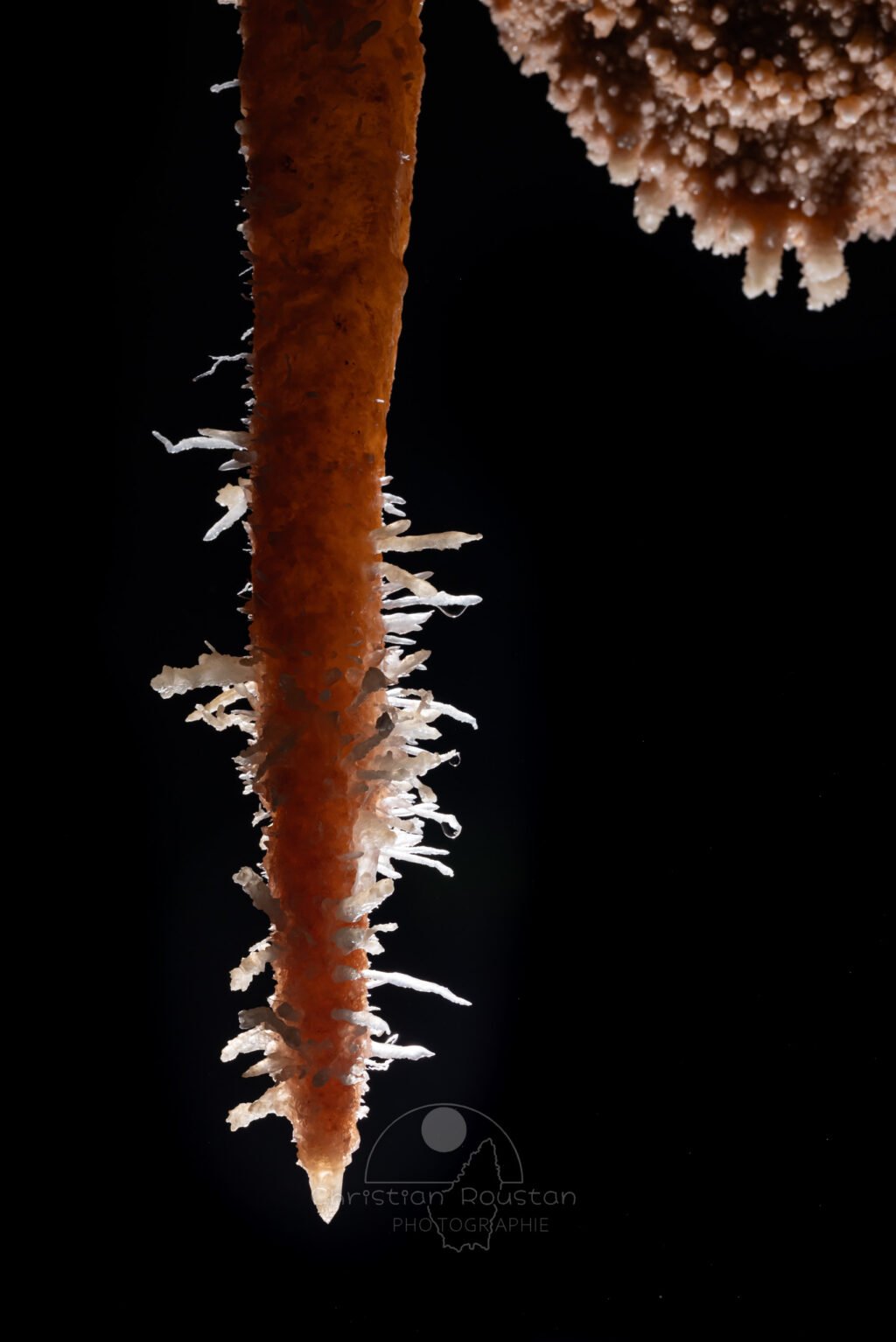 Une stalactite recouverte d'aiguillettes. (Spéléothème) (Aven Grotte de l'Émeraude, Gard)