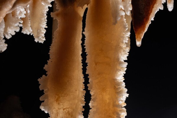 Duo de stalactite (Spéléothème) (Aven Grotte de l'Émeraude, Gard)