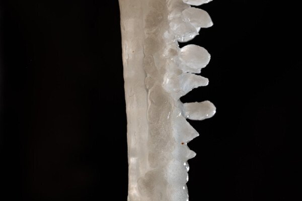 Une stalactite blanche comme du sucre... (Spéléothème) (Aven Grotte de l'Émeraude, Gard)