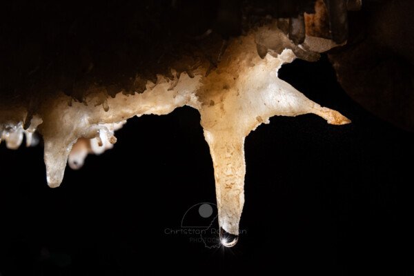 Excentrique fistuleuse translucide (Spéléothème, Grotte de l'interrogation, Gard)
