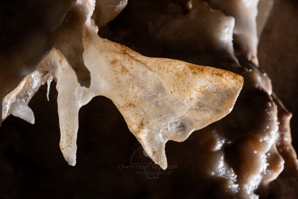 La calcite forme une aile de papillon translucide (Spéléothème, Grotte de l'interrogation, Gard)