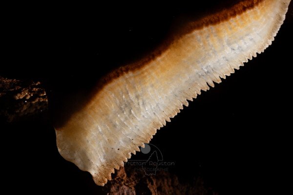 Grande draperie translucide avec le bord festonné (Spéléothème, Grotte de l'interrogation, Gard)