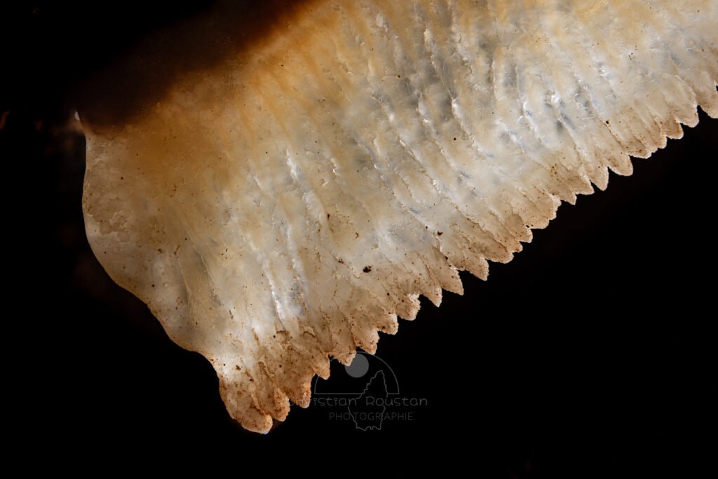 La texture cristalline de la draperie (Spéléothème, Grotte de l'interrogation, Gard)