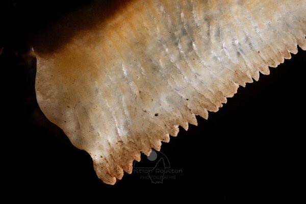 La texture cristalline de la draperie (Spéléothème, Grotte de l'interrogation, Gard)