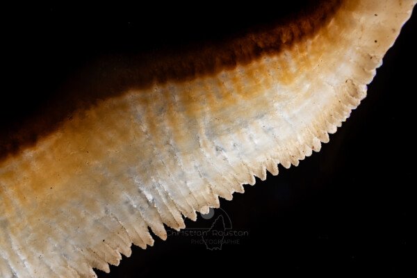 Draperie avec couleurs de l'ocre au blanc (Spéléothème, Grotte de l'interrogation, Gard)